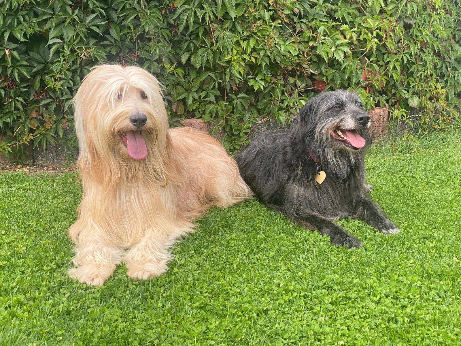 waller freunde ektopischer ureter